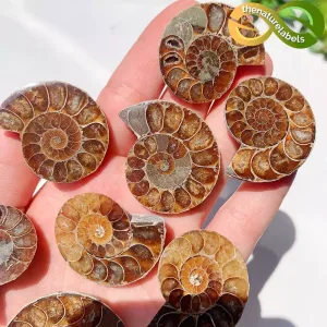snail fossil thenaturelabels.com